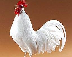 LEGHORN