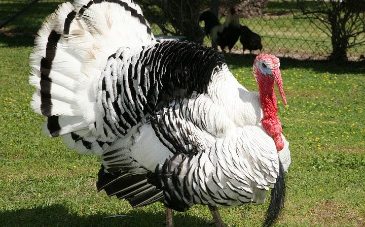 Royal Palm Turkey Poults