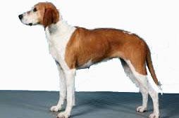 Westphalia Basseti Dog