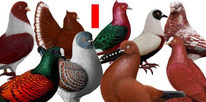 World Pigeon Breeds Genus Names
